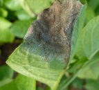 First blight warning of the year for Northern Ireland