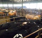 Marts to run a 'drop and go' policy due to national lockdown