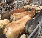 Cattle trade remains stable as Turkish export market supports lighter stock