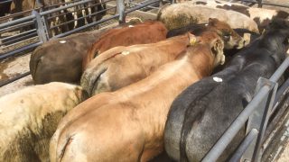 Cattle trade remains stable as Turkish export market supports lighter stock