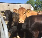 'High risk of liver fluke infection in livestock in Northern Ireland this winter'