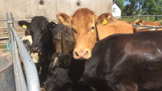 Northern Ireland awarded BSE ‘negligible risk’ status