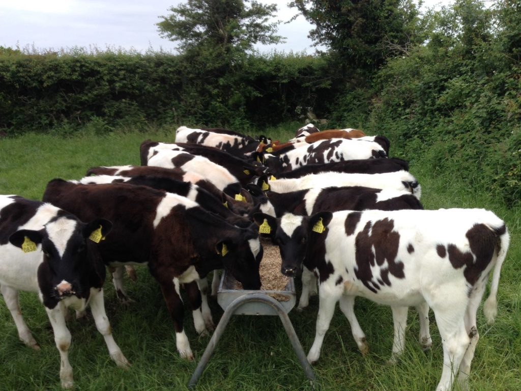 dairy calves