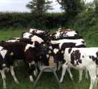 Why dung sampling is important before dosing