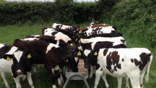 Why dung sampling is important before dosing
