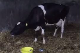 Agriland Vet: Treating Grass Tetany as rain drives grass growth