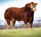 Elite Limousin embryo auction to take place this Friday