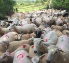 Farm census: 1,000 more farm jobs than 2016 and sheep make a comeback