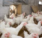 Small producers rearing turkeys or geese for Christmas must register