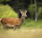 83% of farmers say they should be allowed to shoot deer without a licence