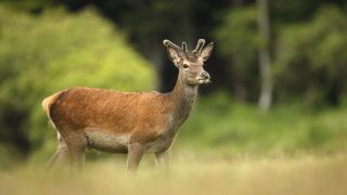 Farmer who shot 3 deer out of season says he was preventing TB being spread