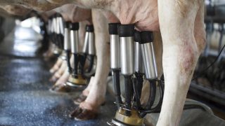 Dry cow treatment taken off the market after reports of cattle deaths