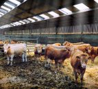 Cattle prices increase in the UK (prices up almost 20c/kg since March)
