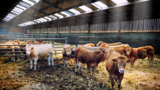 Cattle prices increase in the UK (prices up almost 20c/kg since March)