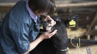Outbreaks of bluetongue continue to slow in France