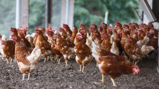 New technology to revolutionise energy from poultry manure market
