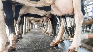 Global milk production appears to be stabilising