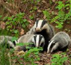 New badger culling licences announced to combat TB in England
