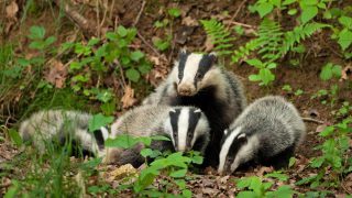TB is not spread from badgers to cattle through direct contact – Study
