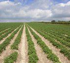 Potato plantings increase 2.8% after record low area in 2015