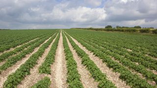 Potato plantings increase 2.8% after record low area in 2015