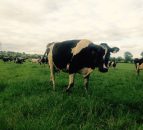 November milk price in the North close to 6c/L higher compared to 2015