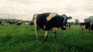 Dutch dairy farmers paid more to produce milk from grazed grass