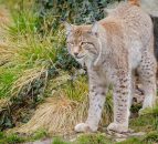 Lynx could soon be re-introduced to parts of the UK to the dismay of farmers