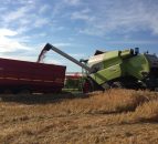 Video: Harvest 2016 gets underway with initial reports of yields down 20%