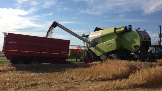 Video: Harvest 2016 gets underway with initial reports of yields down 20%