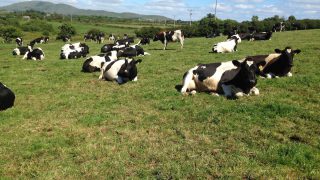 ‘No sale’ on latest skimmed milk powder (SMP) tender