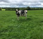 Holy cow - friends' insurance scam hits a wall (as well as a cow)!