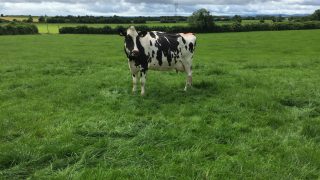 Holy cow – friends’ insurance scam hits a wall (as well as a cow)!