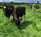 EU milk producers will opt to 'pay back debt' rather than chase output
