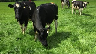 EU milk producers will opt to ‘pay back debt’ rather than chase output