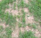 Video: Should more farmers over sow grass seed to maintain sward quality?