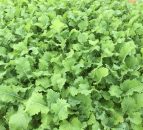 Should more farmers use forage crops as a winter feed?