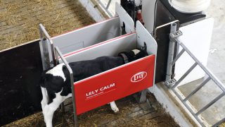 Lely calf feeder designed to help identify calf health problems at an early stage