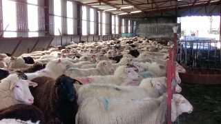 See how one Tipp dairy farmer is getting over €1/L for milk