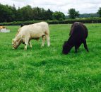 LMC to play key role within new food marketing body for NI