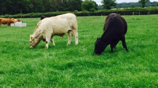 LMC to play key role within new food marketing body for NI