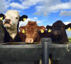6 steps to successful organic beef production