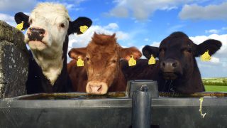 6 steps to successful organic beef production