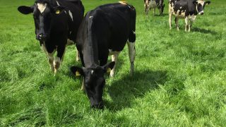 ‘Italian Ryegrass – more positives than negatives’