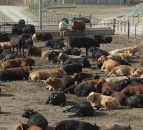 A higher bid has been placed on Australia's largest cattle farm