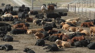 Weak US Dollar results in US beef imports dropping 10% year-on-year