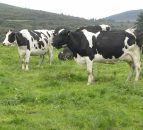 Fall in Northern Ireland's milk production, milk price slightly up year-on-year