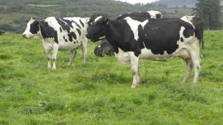 44,000 EU dairy farmers apply for voluntary reduction scheme