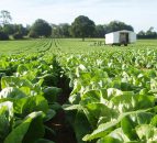 'Lack of labour on UK farms post-Brexit could have a devastating impact'