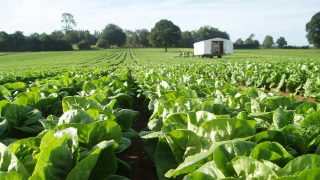AHDB needs to ‘demonstrate value’ to whole industry